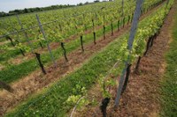 Vigneti dell'Azienda Agraria "Antonio Servadei"