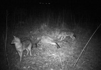 Sciacalli dorati su predazione di ovino (Fonte: Bioagriturismo Parco Rurale Alture di Polazzo)