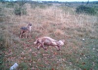 Predazione di sciacallo dorato su ovino ripresa tramite fototrappola (Fonte: Bioagriturismo Parco Rurale Alture di Polazzo)