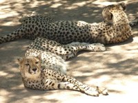 Ghepardi nello zoo-riserva di Outshoorn 