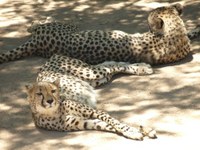 Ghepardi nello zoo-riserva di Outshoorn 