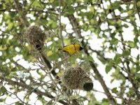 Piccolo volatile nel Parco Kruger