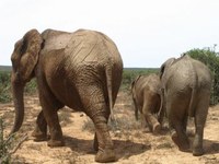 Elefanti nell'Addo elephant park