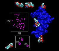 Un’immagine space-filling del modello di interazione tra β2-microglobulina e doxyciclina sovrapposta a dettagli dello spettro NMR bidimensionale 1H-15N HSQC della proteina