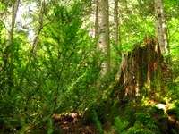 Foresta vetusta in Francia