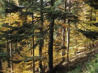 Foresta di abete e faggio a Müenstertal (Svizzera)