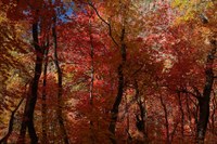 Bosco misto di latifoglie in autunno