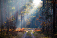 Foresta di pino silvestre e betulla nel nord Europa