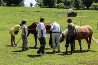 Cavalli lungo il percorso naturalistico