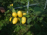 Cedro diamante