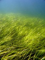 Zostera marina (Christoffer Bostrom)