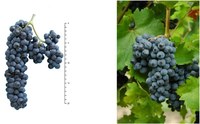 Cabernet Volos