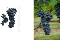 Merlot Kanthus