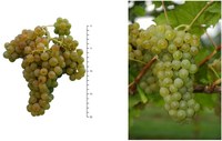 Sauvignon Kretos