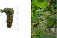 Sauvignon Rytos